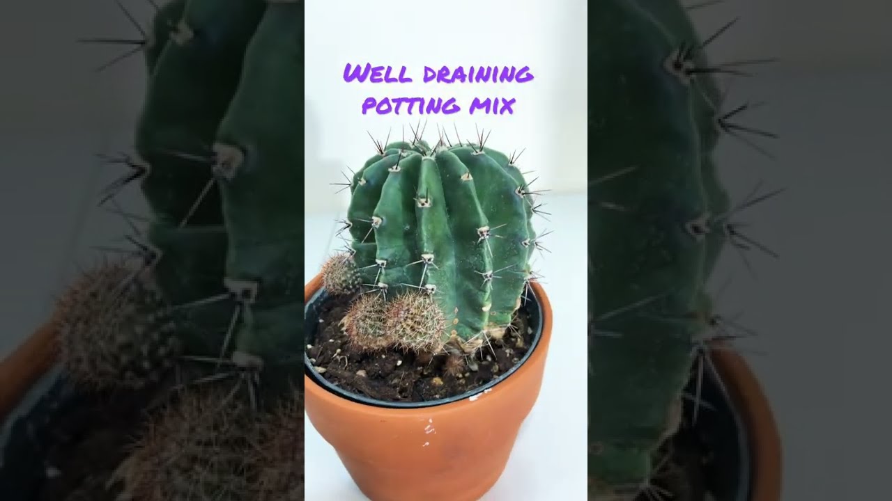 MOTHER-IN-LAW’s CUSHION ( echinocactus grusonii or kroenleinia grusonii cactus )