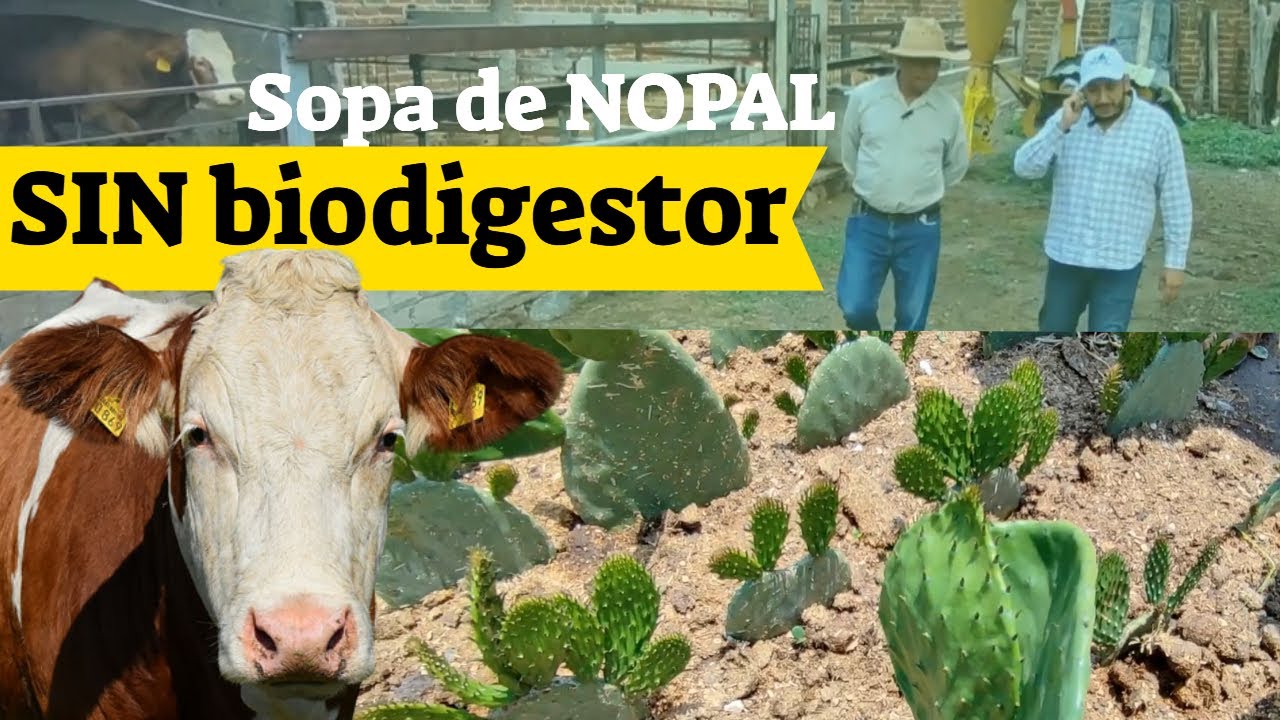🌵25 a 27% Proteína para Ganado con Nopal Atlixco (Parte 2)