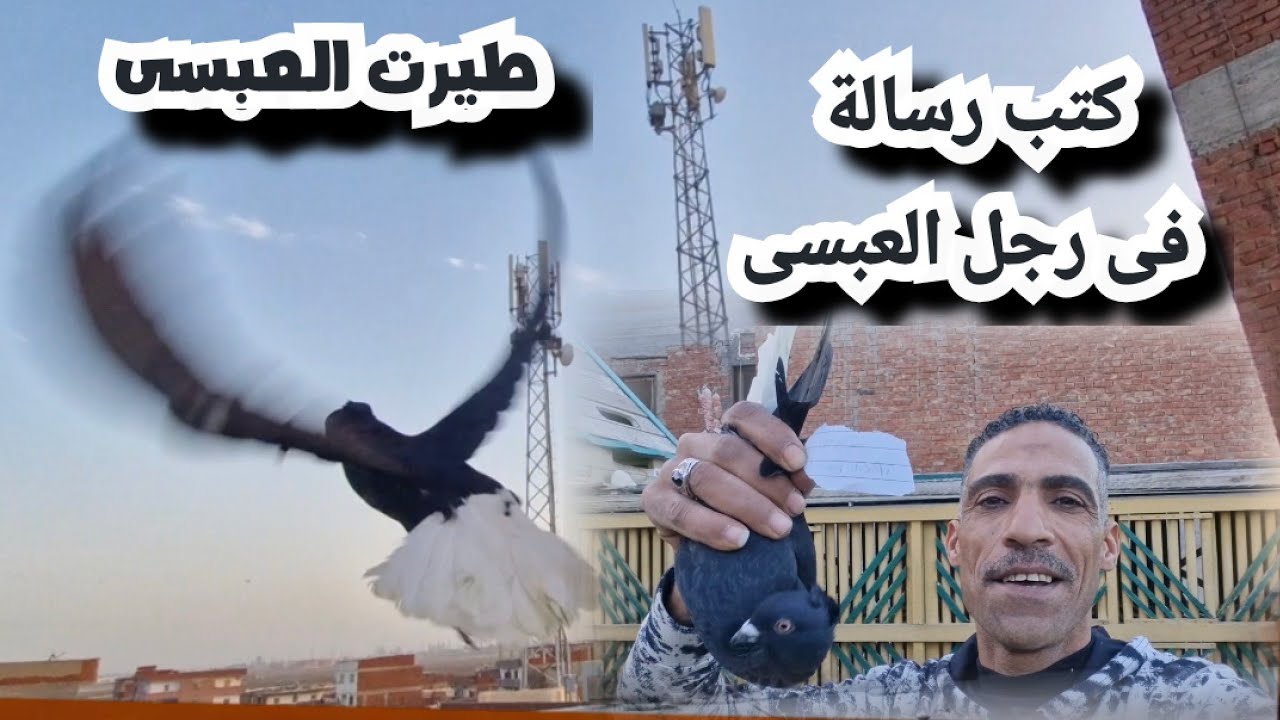 طيرت العبسى اللى مسكته وكتبت فى رجلة رساله