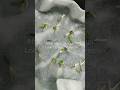 Easy Daisy Seed Germination