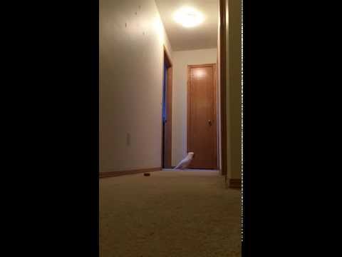 Gotcha the Cockatoo running on the floor yelling nonsense at everything!! Very funny! *ORIGINAL*