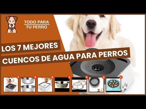 Video: Los mejores recipientes de agua para perros