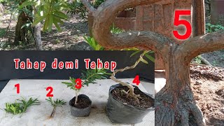 Steps to Make a Lohansung Bonsai from Scratch