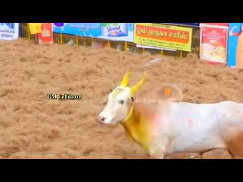 காலையின் வெறித்தரமான ஆட்டம் 🔥