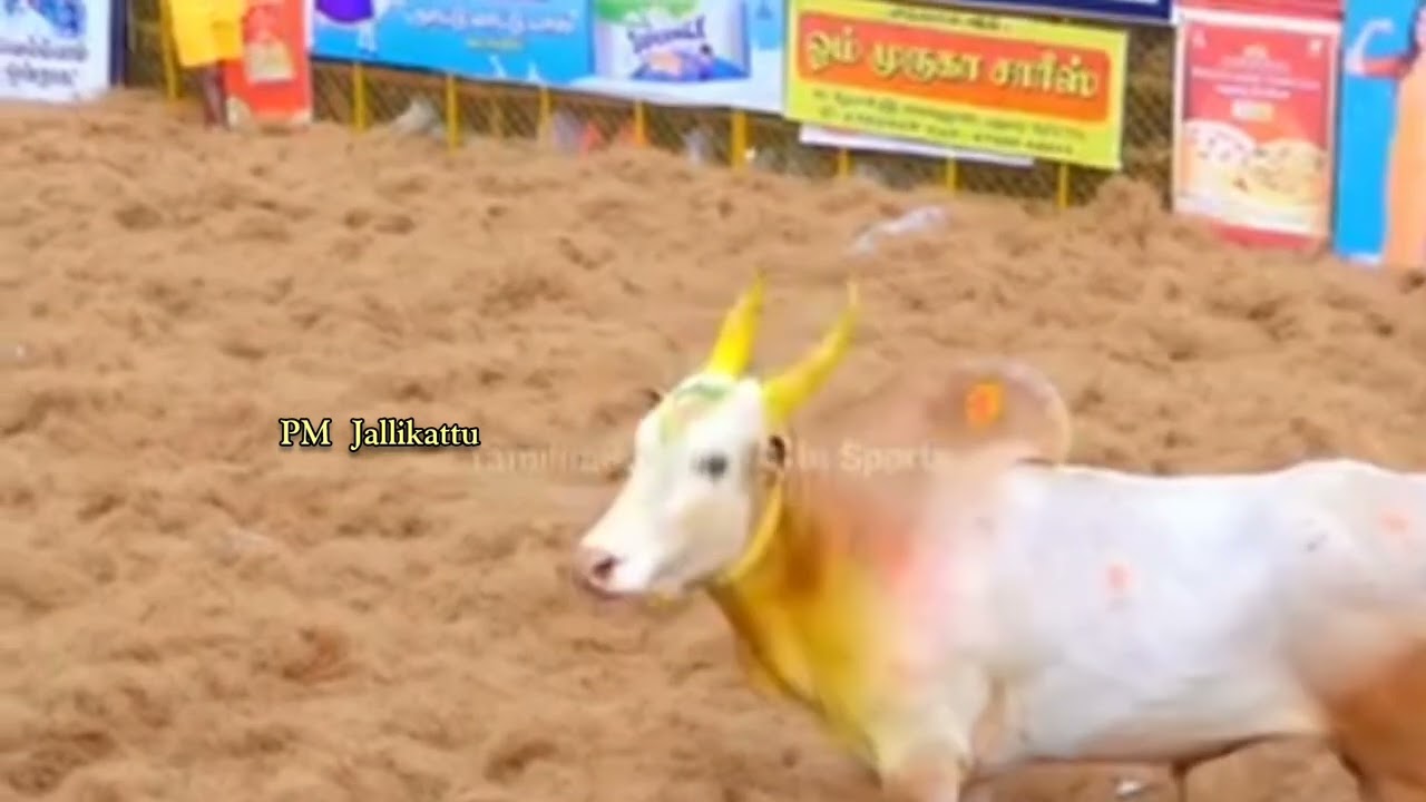 காலையின் வெறித்தரமான ஆட்டம் 🔥