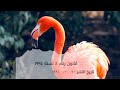 قانون البيئة المصري وأهميته في أي بيزنس Egyptian Environmental Law Wadj Ecosystem Flamingo