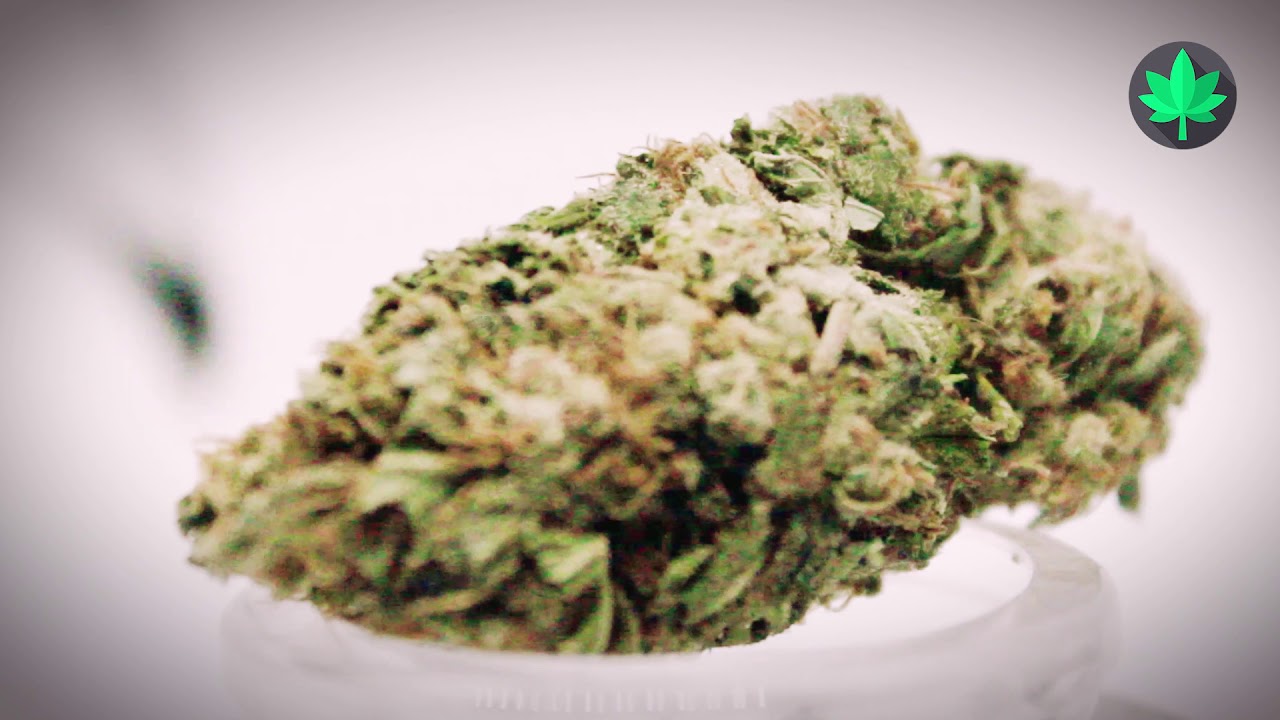 Showcase October 2019: BioJoe Critical Haze Auto