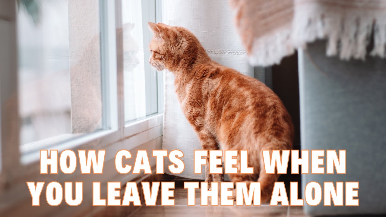 Understanding Cat Loneliness How Cats Feel When You Leave Them Alone