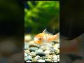 Fish #shortsfeed #farming #viral