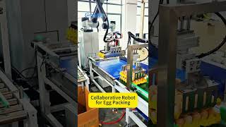 12 Cases/Min Cobot Case Packer for Egg Cartons | Gentle Bottom Support Gripper