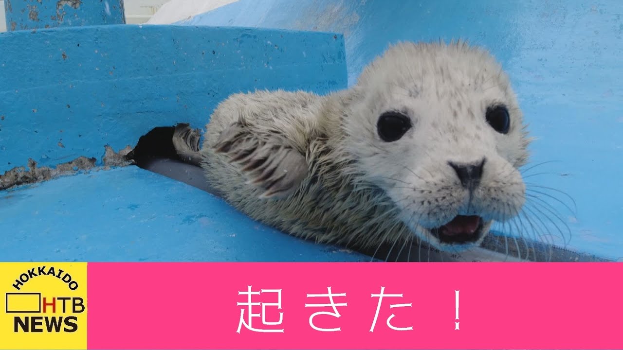 「クリュッ」と鳴き声＆ふわふわの白毛で魅了u2026ゴマフアザラシの赤ちゃんが人気　稚内