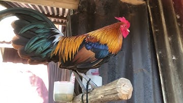 Saib qaib dib zoo nraug qua zoo