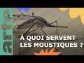 Dossier : les moustiques | ARTE Family