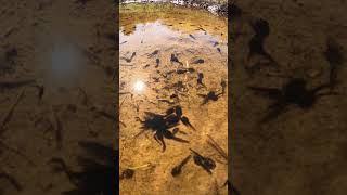 🐸 Estanque llenito de renacuajos hambrientos 🐸