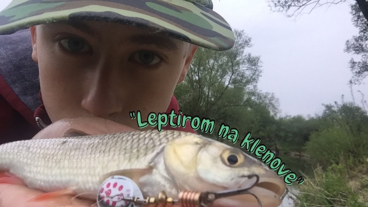Pecanje KLENA na leptira 