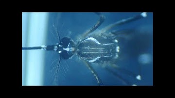 Stereo Microscope: Mosquito
