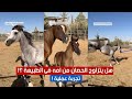 هل يتزاوج الحصان من امه فى الطبيعة تجربة عملية 