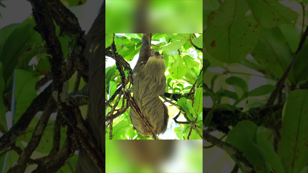 Why Are Sloths So Slow? The Surprising Science Behind Their 'Laziness'