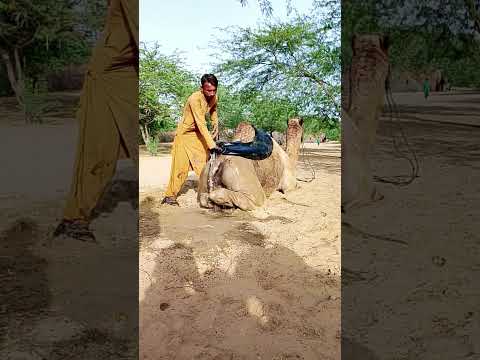 رجل أسود يمارس الجنس مع جمل 