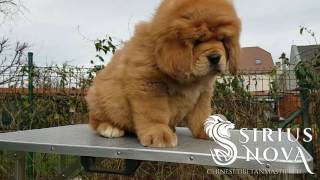 Tibetan Mastiff puppy Zeus