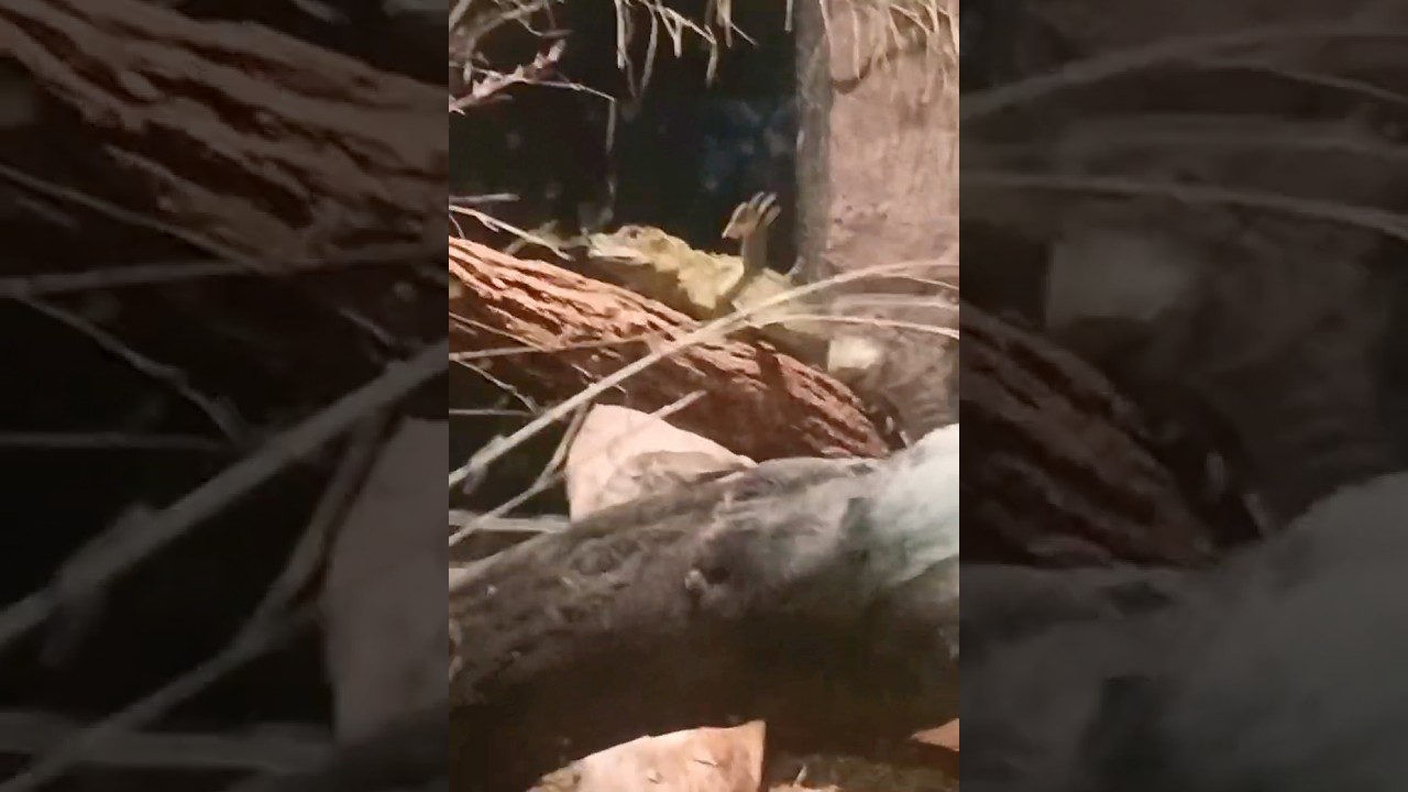 FAKE Robotic Lizard at the Zoo?? 🤔😲🤯