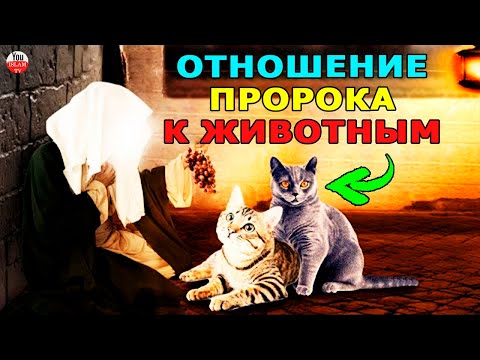 КАК ПРОРОК НА САМОМ ДЕЛЕ ОТНОСИЛСЯ К КОШКАМ И ЖИВОТНЫМ? Правда ли кошка священное животное в исламе?