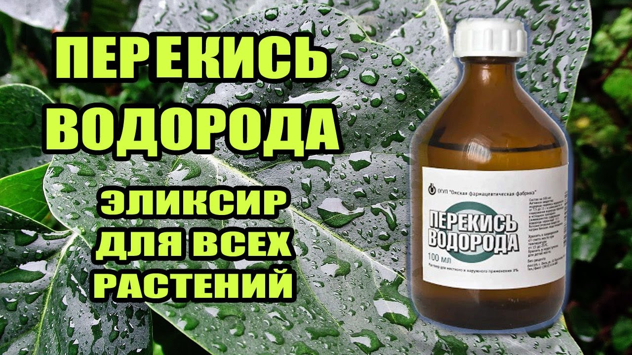 Перекись водорода: показания к применению внутрь в народной медицине