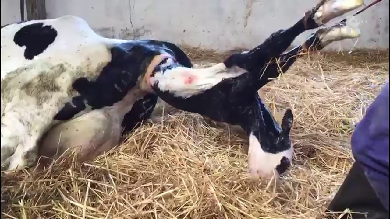 Kalf Als Huisdier Vogels