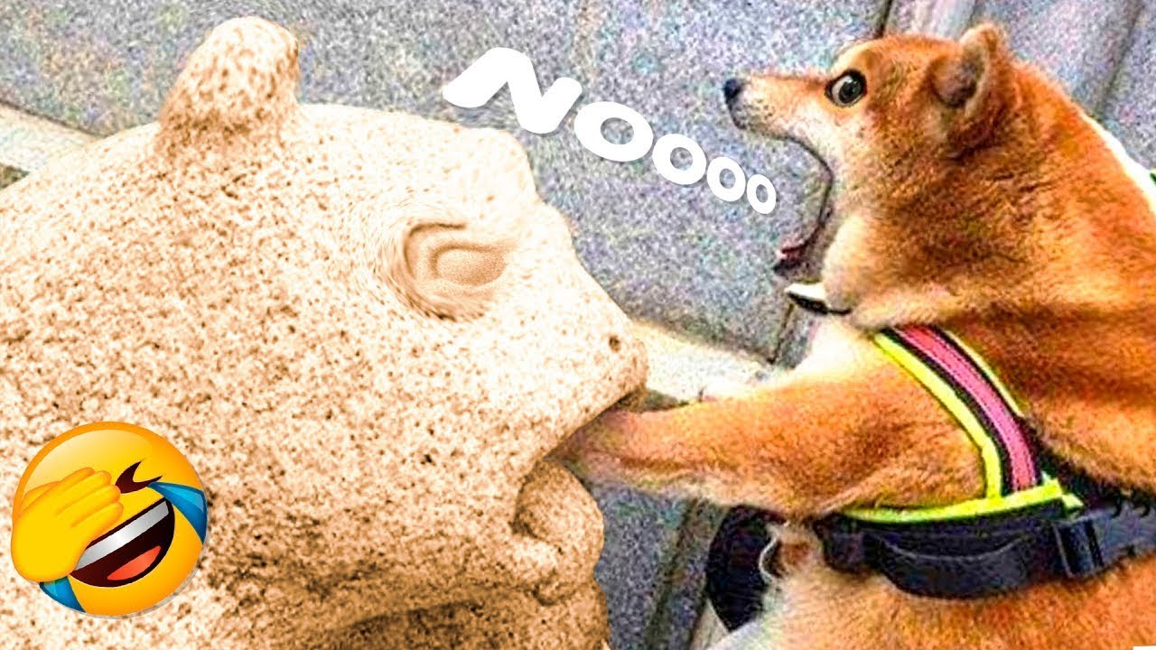 OMG You Will Not Believe These Funny Dog Videos! | SG Funny Animals