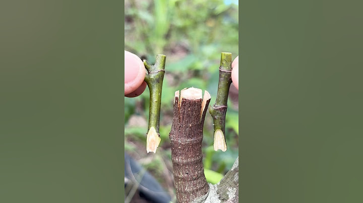 Unique technique for Jackfruit Grafting | how to graft jackfruit tree.