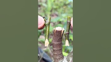 Unique technique for Jackfruit Grafting | how to graft jackfruit tree.