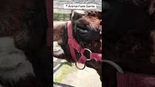 Animal Farm Sarnia
