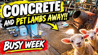 From concreting to selling the first pets lambs !!!