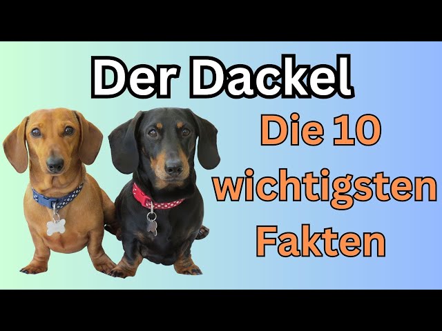 Jetzt: Traumhafte English Cream Dackel Welpen kaufen! 3 sddefault