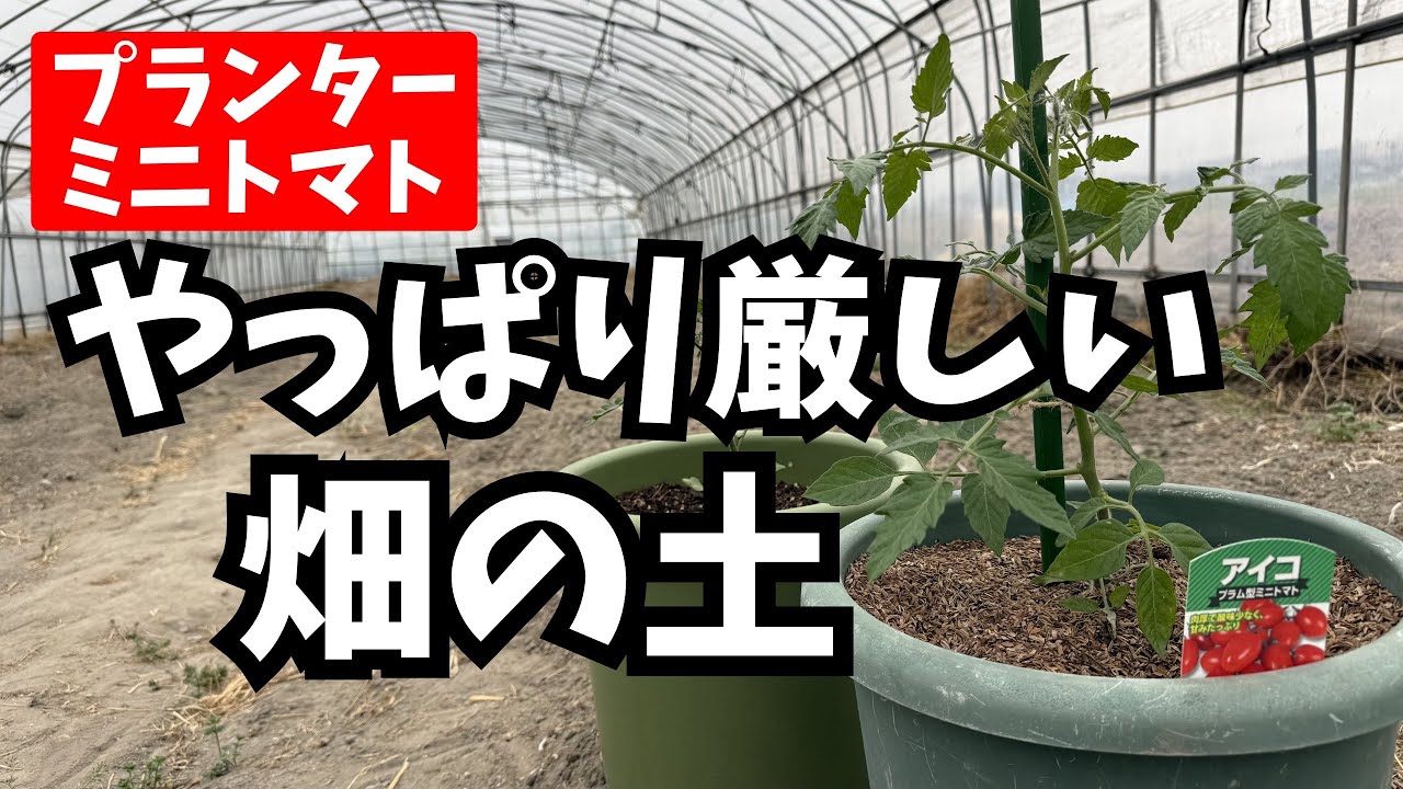 Planter Mini Tomatoes] 12 days after planting: 