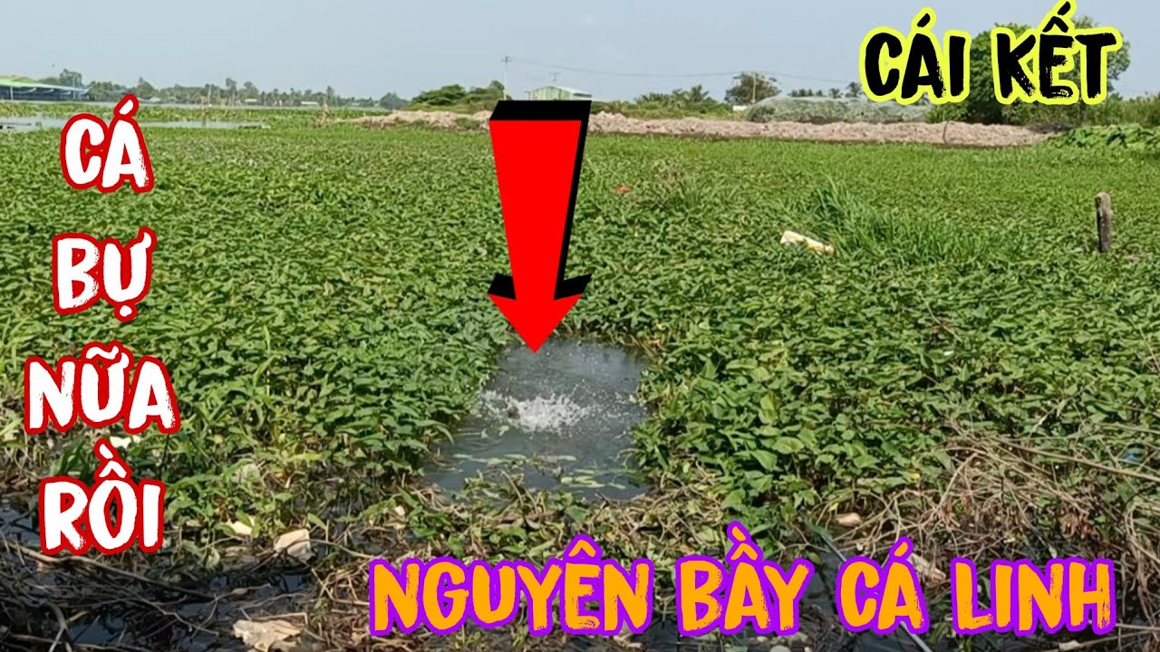 Câu cá sông! Lâu rồi trở lại điểm câu cũ đụng nguyên bầy cá linh cá trê khủng