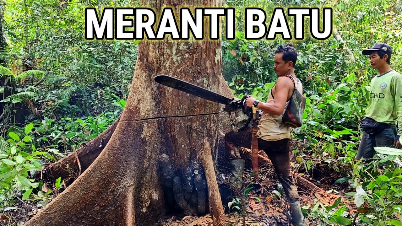 Operator Handal ‼️PENEBANGAN Meranti Batu kalimantan‼️
