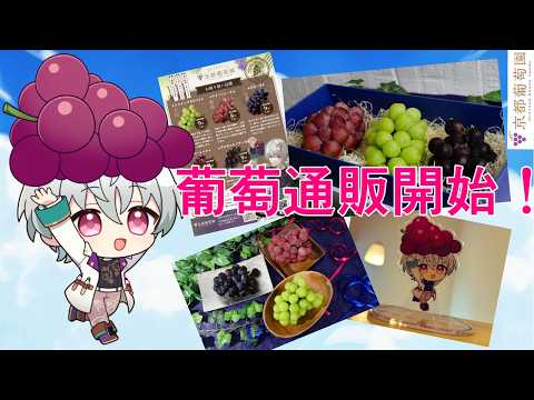 【 農業雑談 】26年度葡萄通販受付開始！【 京都みこ / Vtuber 】