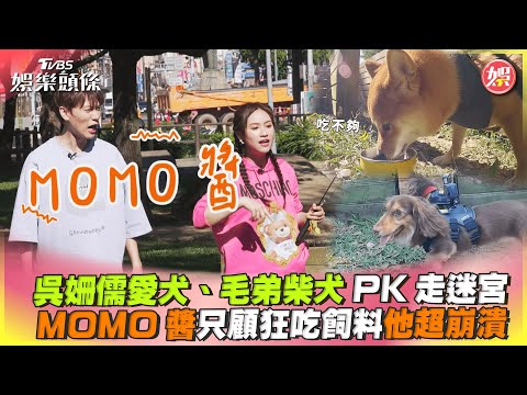 吳姍儒愛犬、毛弟柴犬PK走迷宮　MOMO醬只顧狂吃飼料他超崩潰｜TVBS娛樂頭條@tvbsforfun