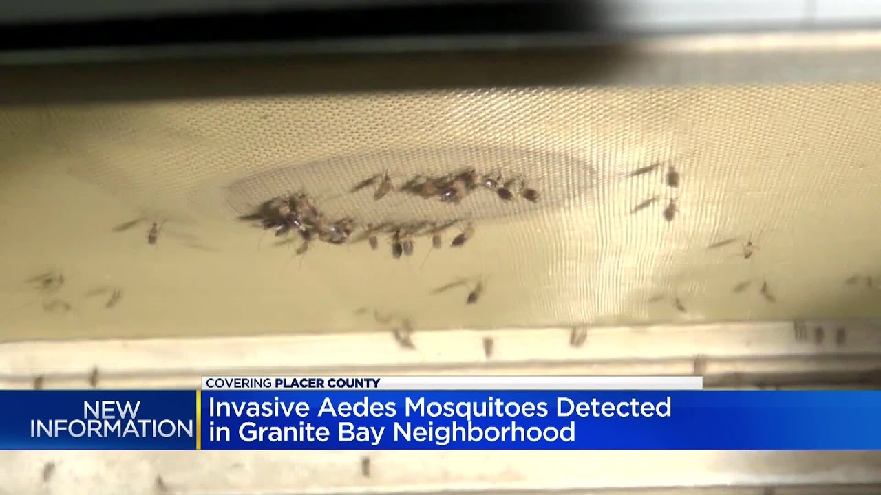 Invasive Aedes Aegypti, A.K.A. The Yellow Fever Mosquito, Found In Granite Bay