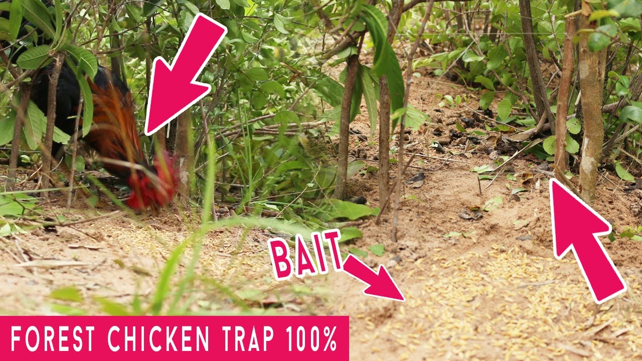 Brilliant​ Quick Trap Forest Chicken Using Wire And Tree, Best Trap, Easy Trap, How To Make It