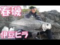 【ヒラスズキ】春の伊豆半島で荒磯の王者を釣り上げろ!