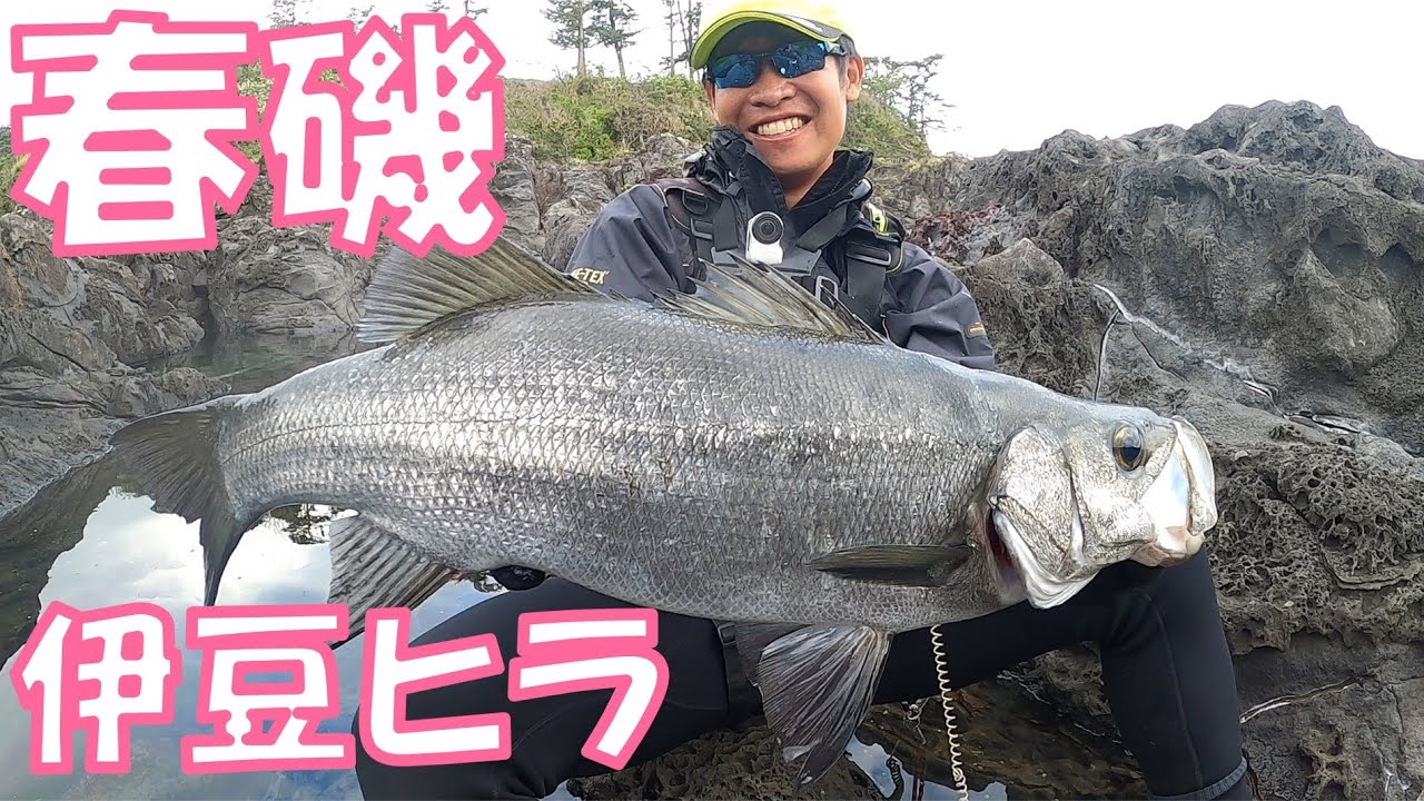 ヒラスズキ 春の伊豆半島で荒磯の王者を釣り上げろ Youtube