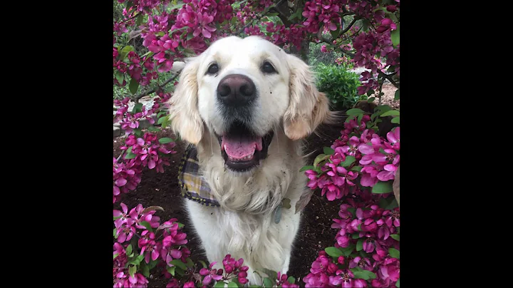 My adorable dog compilation