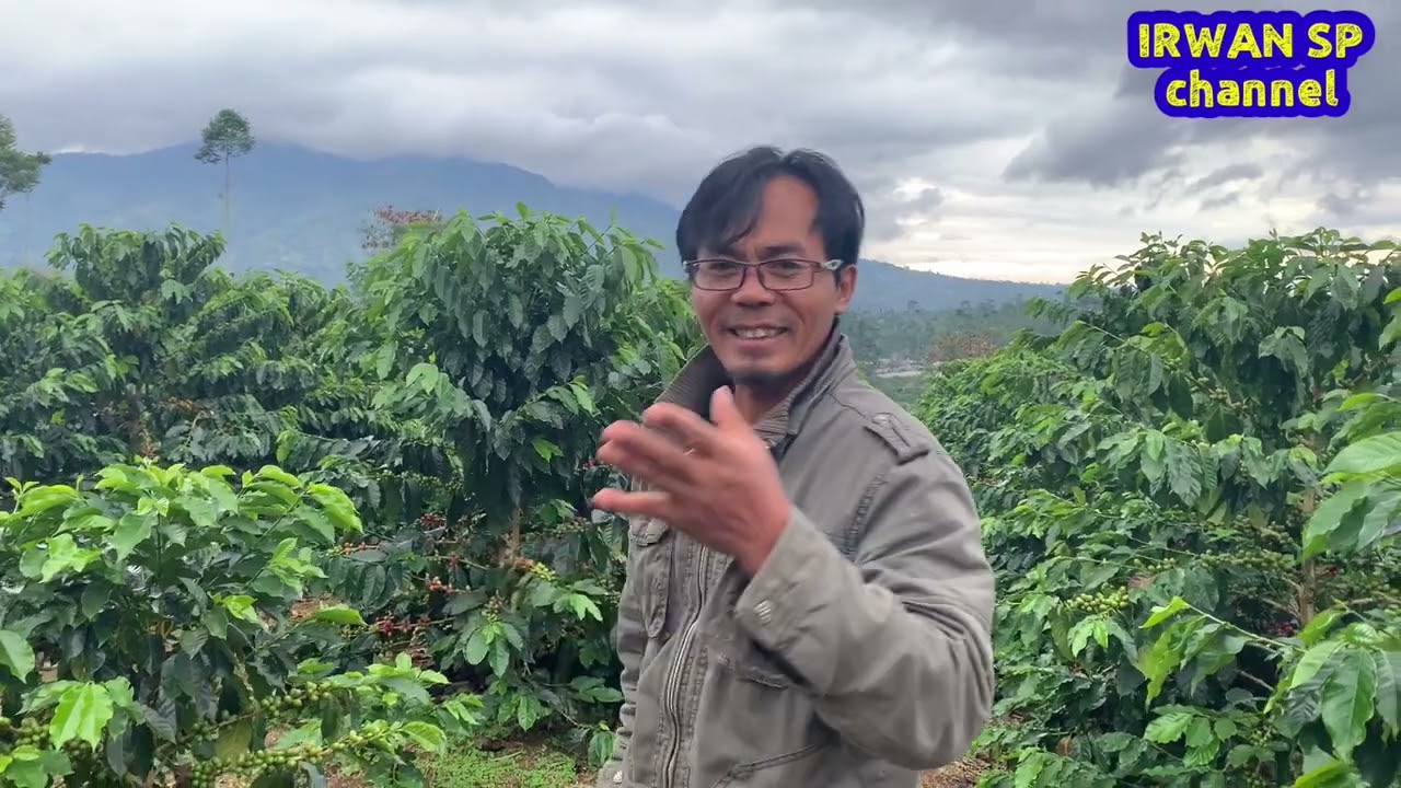 Sistem tanam pagar akan mensejahterakan PETANI KOPI