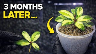 Rare Hoya Cripetiolata Variegated Unrooted Cutting To 3-Month Update