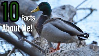 10 Amazing Facts About The Mallard Duck!