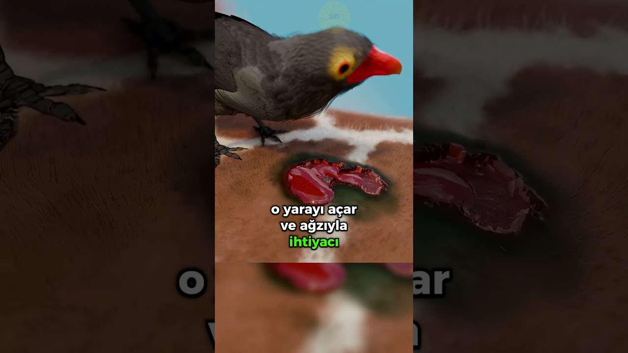 Öküzkakanın Ve Zürafanın Alışverişi! 🦒🐦🩸