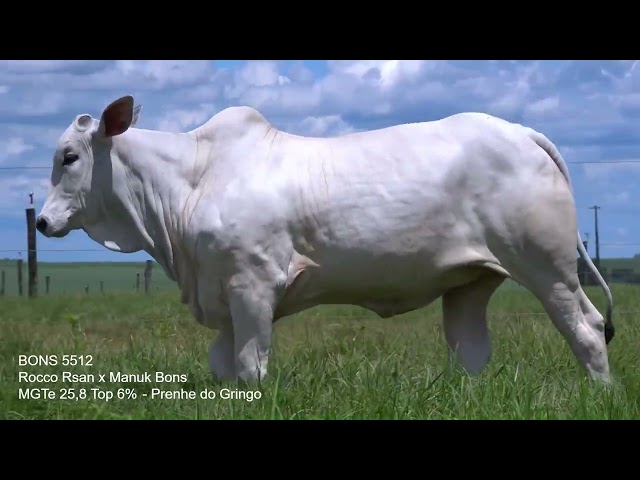 Lote 8   Leilão Virtual Especial Bonsucesso