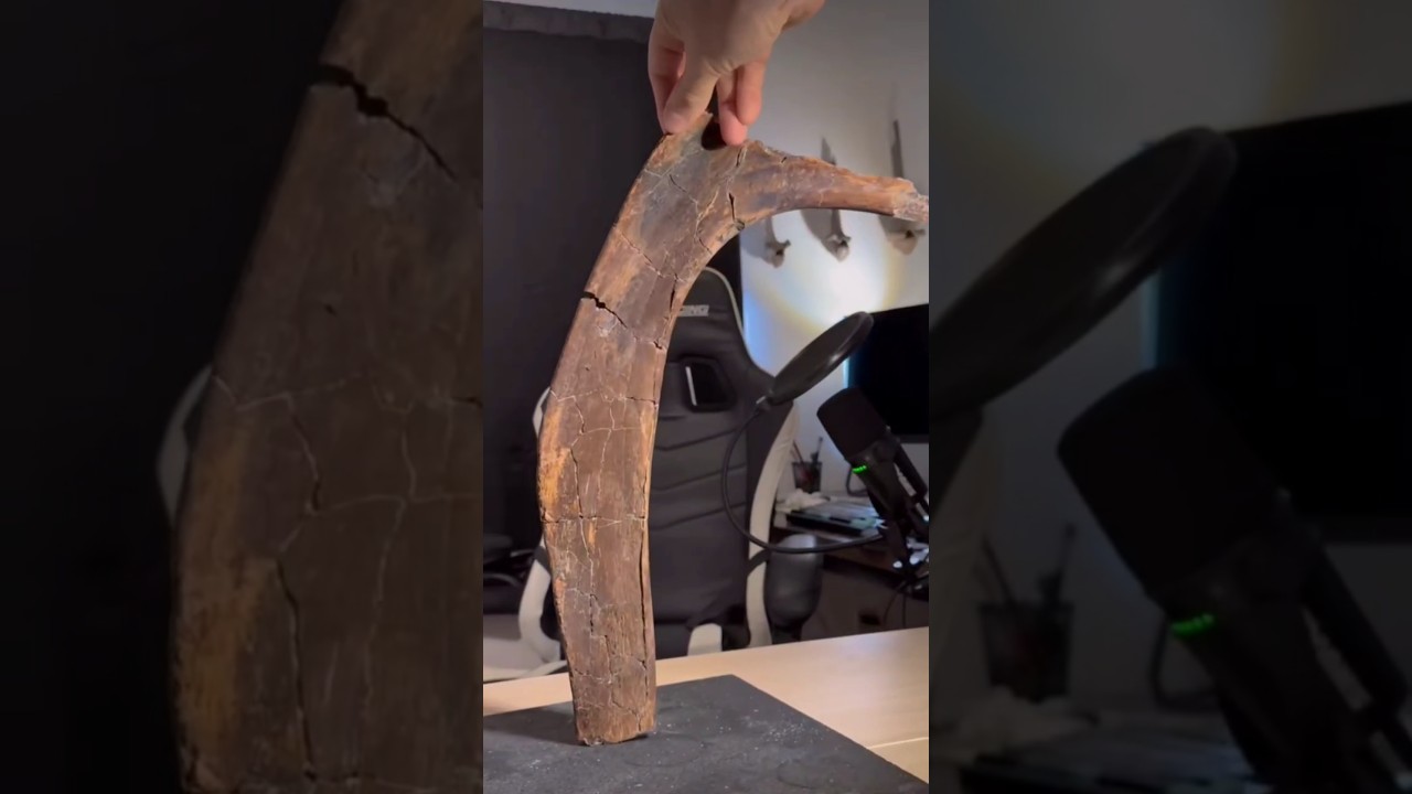 66 Million Year Old Bone Cleaning Process 